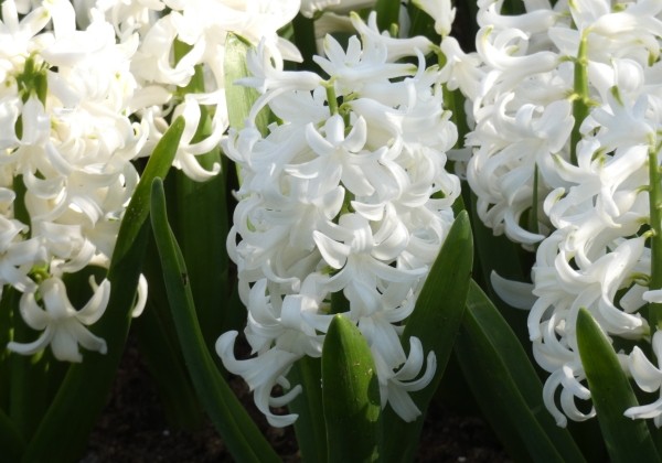 Hyacinthus orientalis White Pearl 17/18