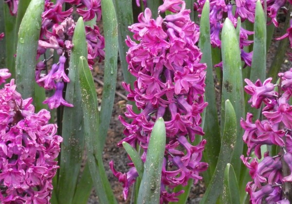 Hyacinthus orientalis Woodstock 18/19