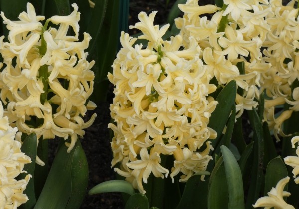 Hyacinthus orientalis Yellowstone 17/18