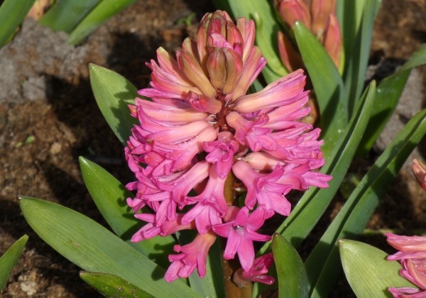 Hyacinthus orientalis Scarlet Pearl 18/19
