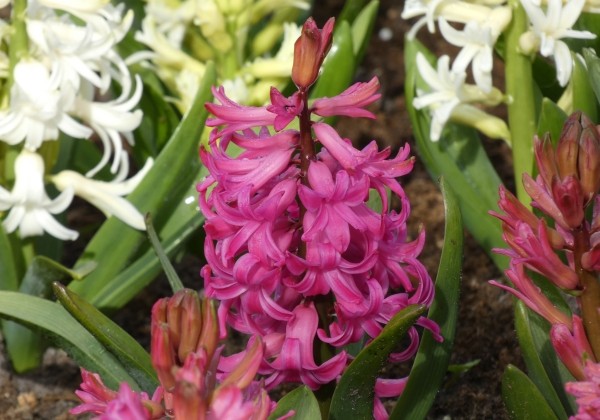 Hyacinthus orientalis Scarlet Pearl 18/19