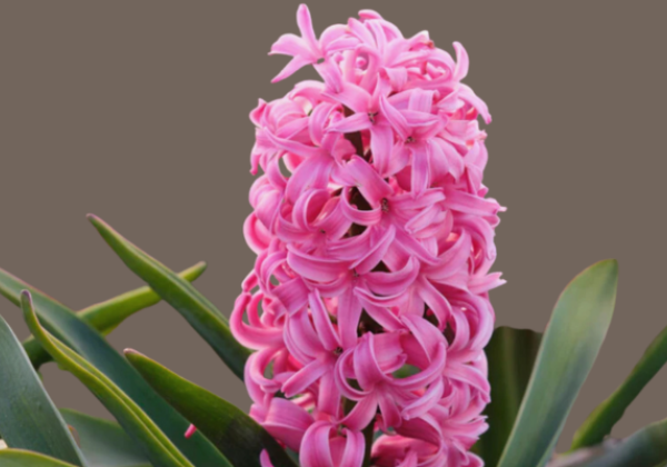 Hyacinthus orientalis Scarlet Pearl 17/18