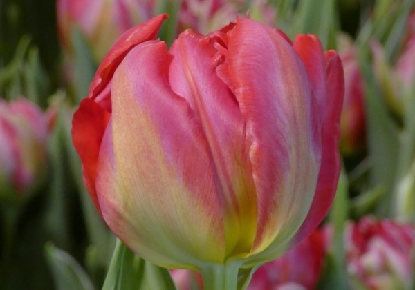 Tulipa, agra, pild. z. Flash Point