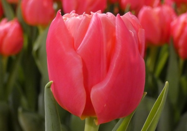 Tulipa, agra, pild. z. Salmon Symbiose (DZESĒTI)