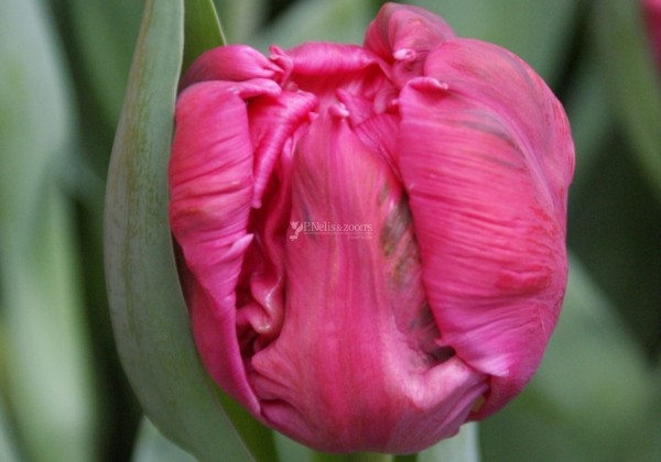 Tulipa, papagaiļziedu Marvel Parrot