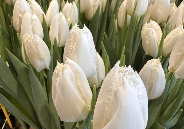 Tulipa, bārkstainā Cricko