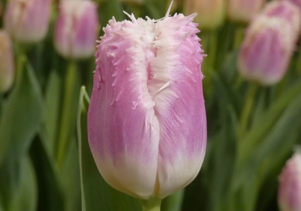 Tulipa, bārkstainā Hawai