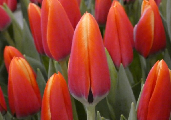 Tulipa, Darvina hibrīds Killerbody (DZESĒTI)