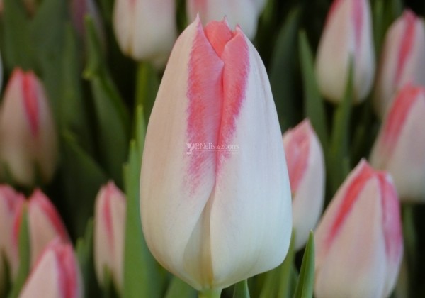 Tulipa, triumfa Mickey Chic | Sīpolpuķes | Onava.lv