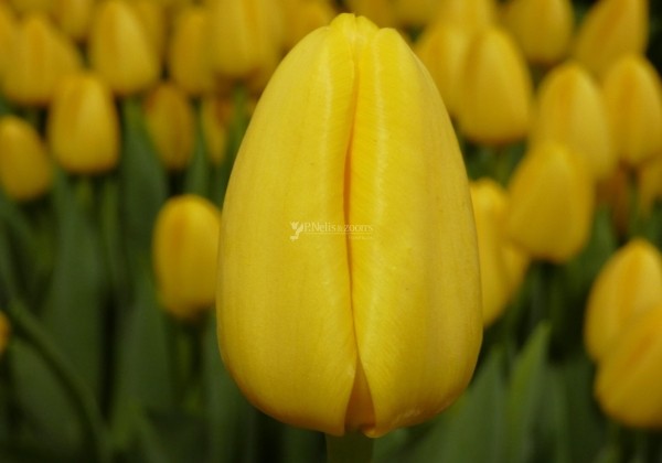 Tulipa, Darvina hibrīds Novi Sun