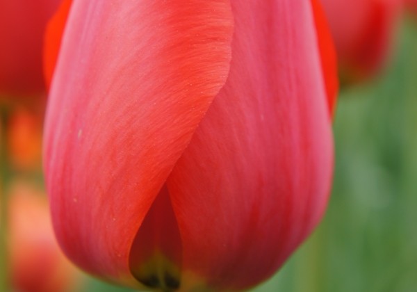 Tulipa, Darvina hibrīds Parade (DZESĒTI)