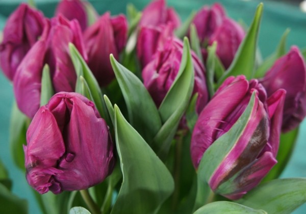 Tulipa, papagaiļziedu Parrot Prince