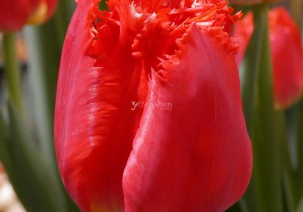 Tulipa, bārkstaina San Giovanni