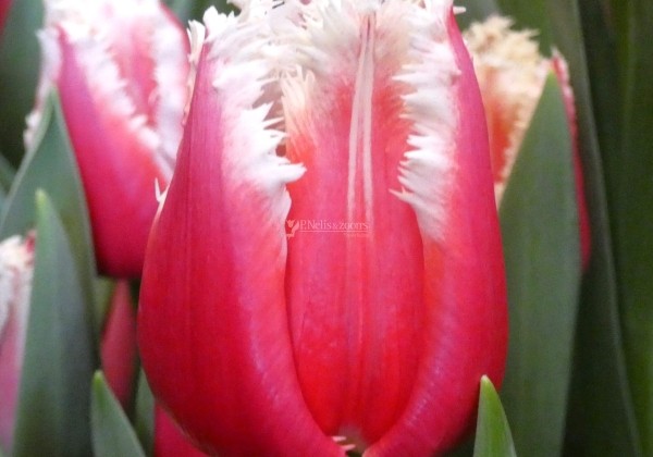 Tulipa, bārkstaina San Leandro (DZESĒTI)