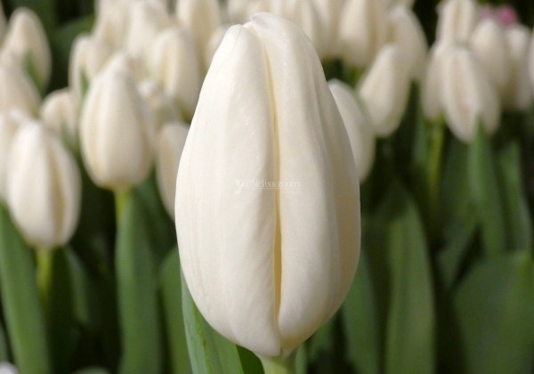 Tulipa, triumfa Snowboard (DZESĒTI)