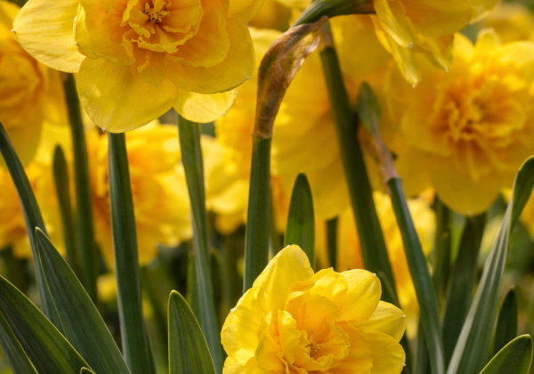Narcissus, pildītiem z. Indiras 14/16