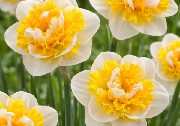 Narcissus, daudzziedu Doctor Witteveen 14/16