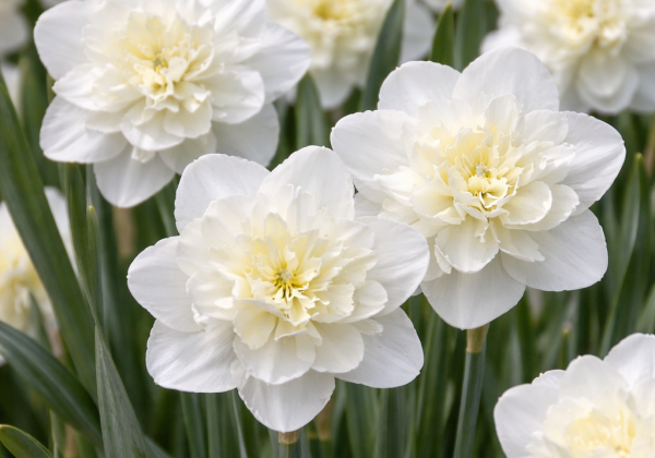 Narcissus, daudzziedu Easter Born 14/16