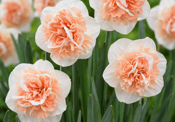 Narcissus, daudzziedu Flower Surprice 14/16