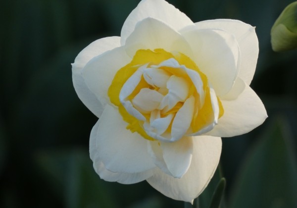 Narcissus, pildītiem z. Salou 14/16