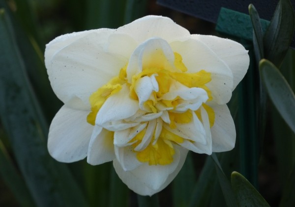 Narcissus, pildītiem z. Westward 14/16