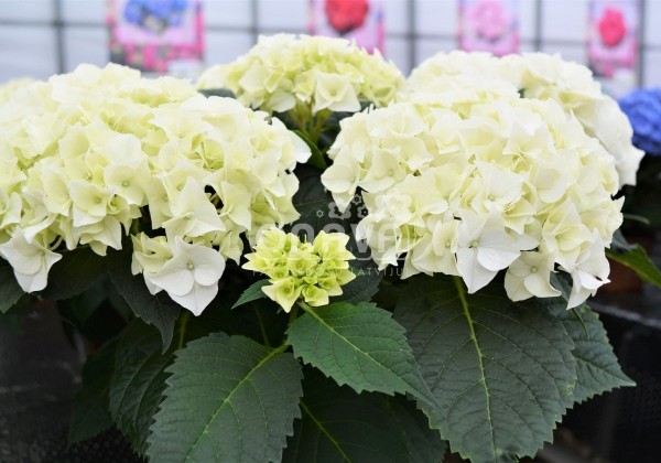 Hydrangea macrophylla Vanilla Sky, 17 cm podā