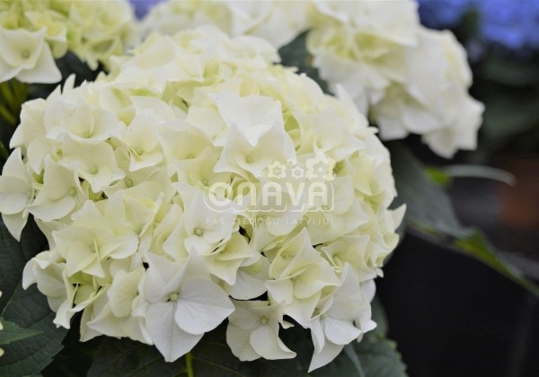 Hydrangea macrophylla Vanilla Sky, 17 cm podā