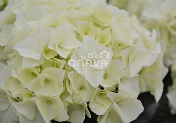 Hydrangea macrophylla Vanilla Sky, 17 cm podā