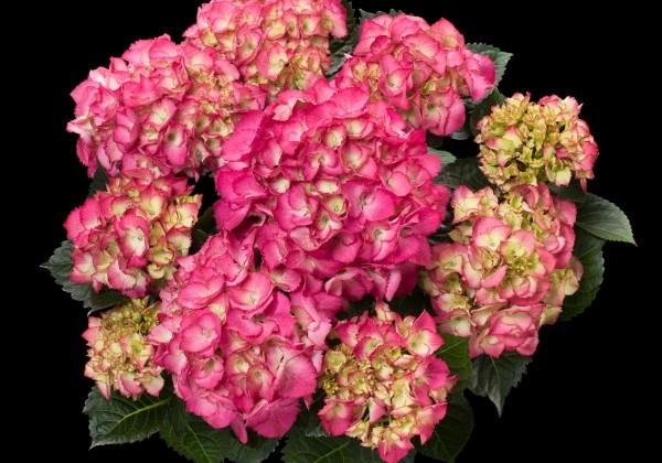 Hydrangea macrophylla Baladia Pink, 13 cm podā