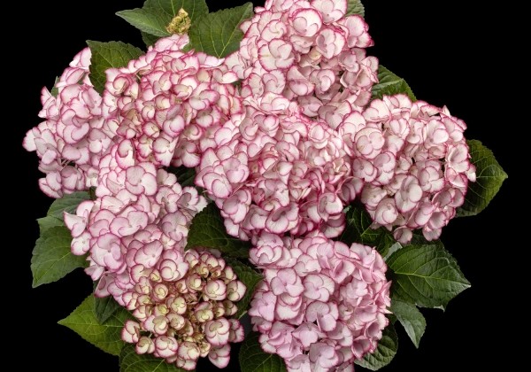 Hydrangea macrophylla Elfy Pink, 13 cm podā