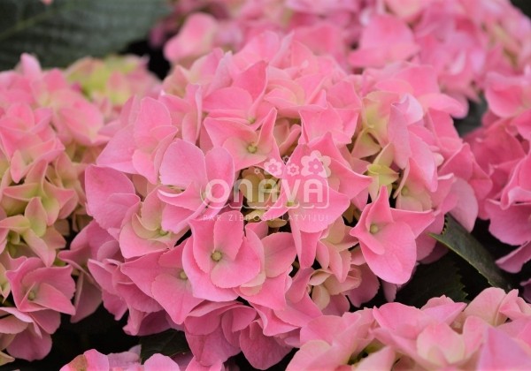 Hydrangea macrophylla Early Pink, 13 cm podā