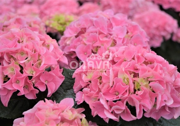 Hydrangea macrophylla Early Pink, 17 cm podā