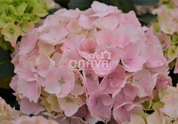 Hydrangea macrophylla Pink Sensation, 13 cm podā