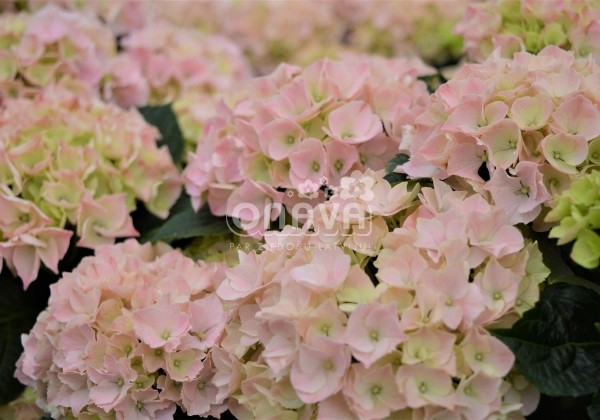 Hydrangea macrophylla Pink Sensation, 13 cm podā