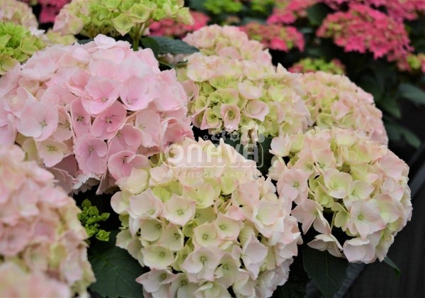 Hydrangea macrophylla Pink Sensation, 13 cm podā