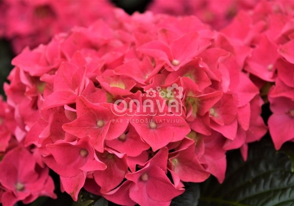 Hydrangea macrophylla Hot Red, 9,5 cm podā