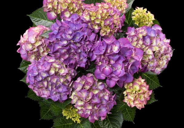 Hydrangea macrophylla Baladia Purple, 13 cm podā