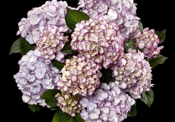 Hydrangea macrophylla Elfy Purple, 13 cm podā