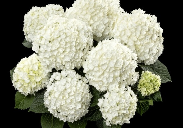 Hydrangea macrophylla Florencia, 13 cm podā