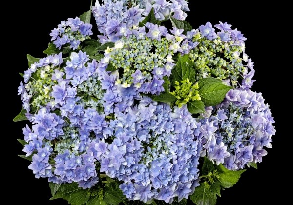Hydrangea macrophylla Floria Blue, 13 cm podā