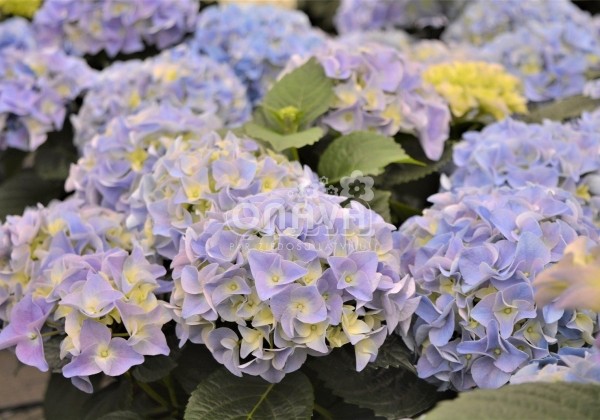 Hydrangea macrophylla Early Blue, 13 cm podā