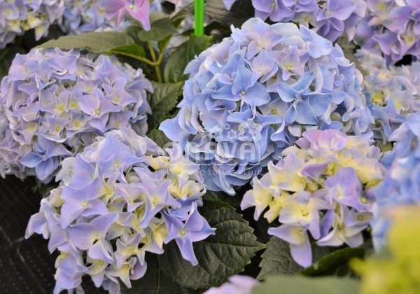 Hydrangea macrophylla Early Blue, 17 cm podā