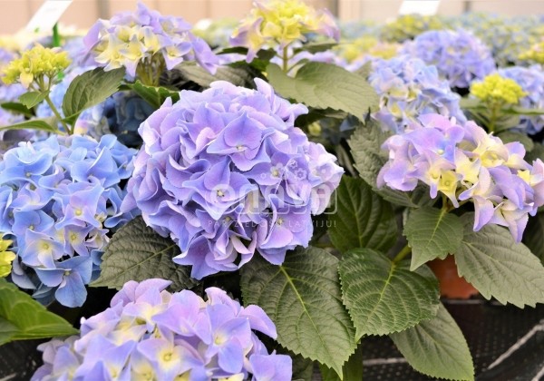 Hydrangea macrophylla Early Blue, 17 cm podā