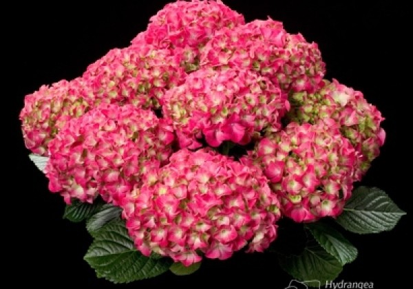 Hydrangea macrophylla Speedy Red Purple, 13 cm podā