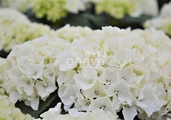 Hydrangea macrophylla Bianco, 9,5 cm podā