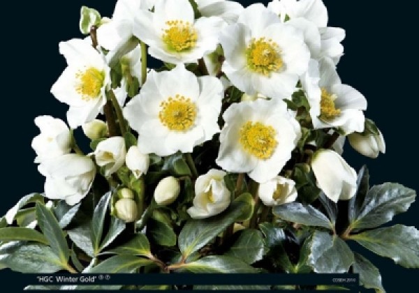 Helleborus niger HGC Wintergold