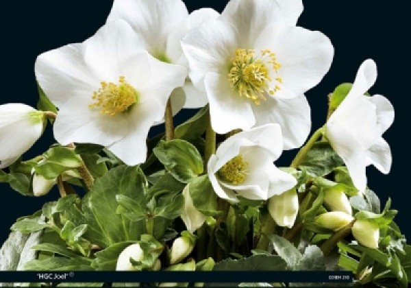 Helleborus niger HGC Joel (13 cm)