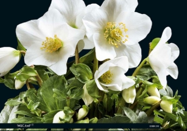 Helleborus niger HGC Joel