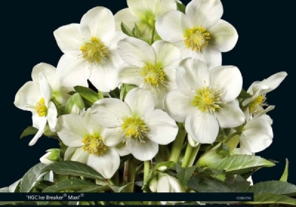 Helleborus nigercors HGC Ice Breaker Max