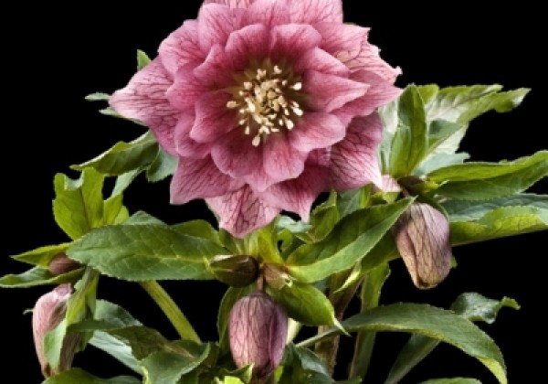 Helleborus hybridus HGC SP Elly